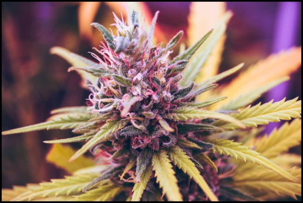 CBD und THC gegen Stress (Purple Haze)