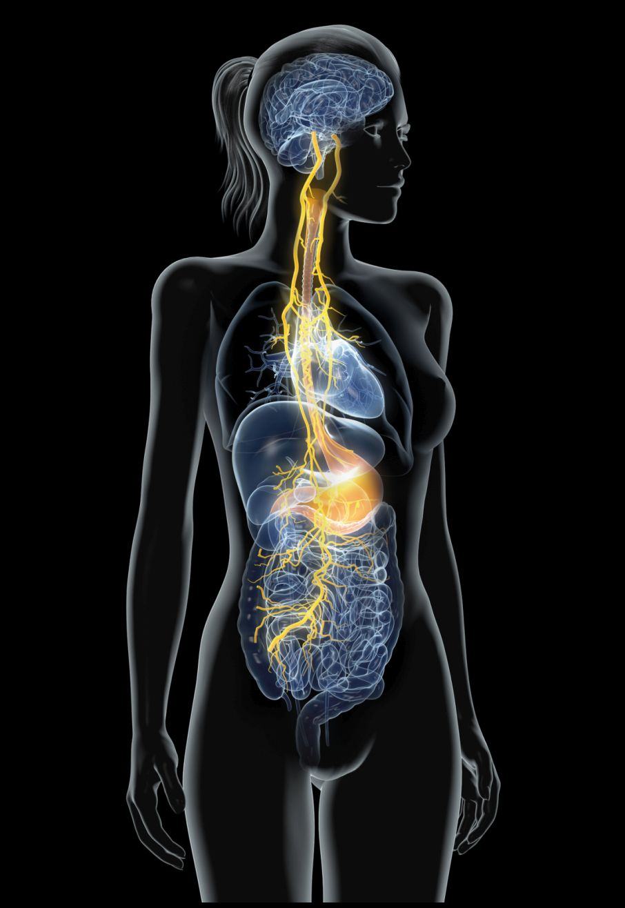 HRV: Gibt es einen Zusammenhang mit dem Vagus Nerv?